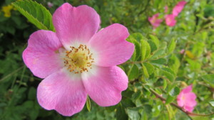 Heckenrose (rosa)
